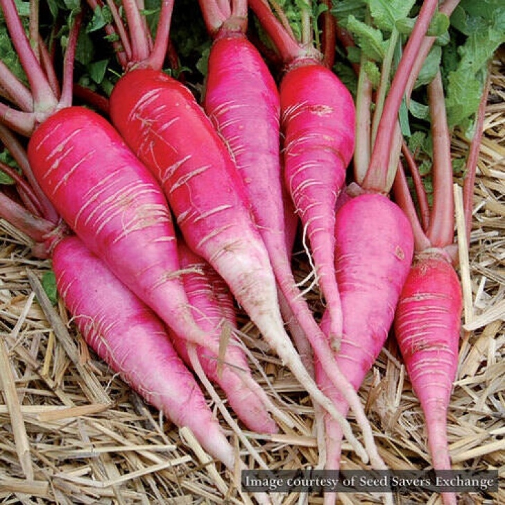 Vegetables To Grow In August Virginia Vegetable Growing In August – Sustainable Market Photo 560