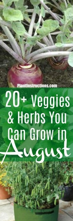 Vegetables To Grow In August What To Plant In August – A Vegetable &amp; Herb Planting Picture 649