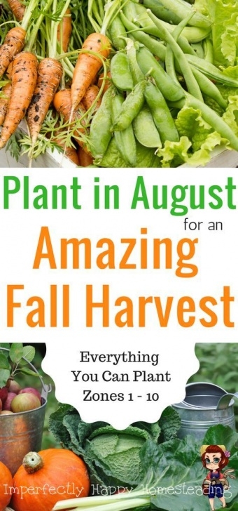 Vegetables To Grow In August What To Plant In August For An Awesome Fall Garden | Fall Picture 345