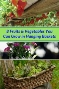 Vegetables To Grow In Garden 8 Fruits &amp; Vegetables You Can Grow In Hanging Baskets Picture 112