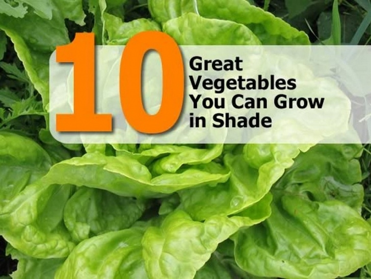 Vegetables To Grow In Shade 10 Great Vegetables You Can Grow In Shade Picture 124