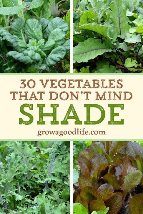 Vegetables To Grow In Shade Best Garden Vegetables To Grow In Shade - Garden Ftempo Picture 901