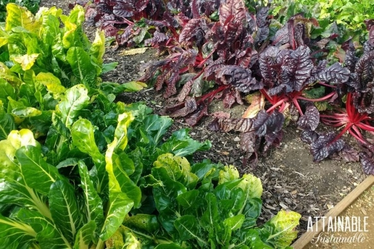 Vegetables To Grow In Shade Planting Vegetables That Grow In Shade For A Successful Photo 652