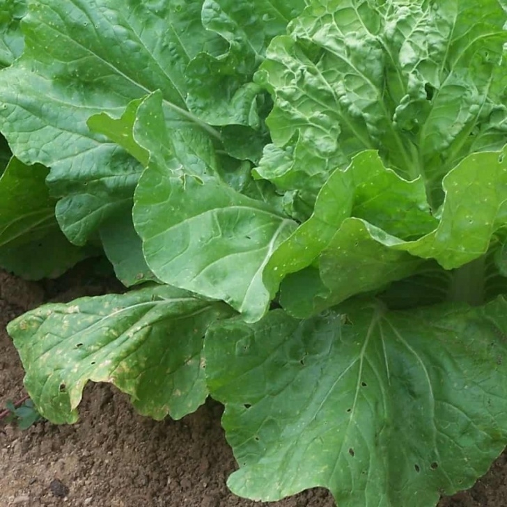 Vegetables To Grow In Shade Vegetables That Grow In Shade When You Don'T Have Full Sun Image 002