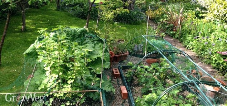 Vegetables To Grow In Shade Vegetables That Grow Well In The Shade - Ecohome Image 345