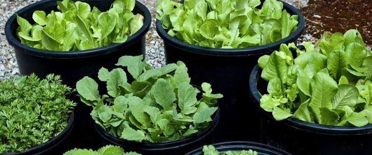 Vegetables To Grow In Shade Vegetables That Grow Well In The Shade - Ecohome Picture 171