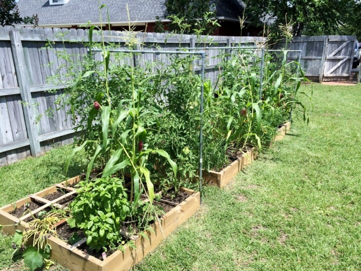 Vegetables To Grow In Spring Get An Early Start On Spring Veggies | Gardening In The Picture 504