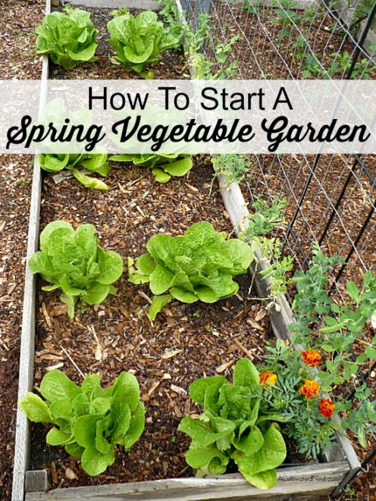 Vegetables To Grow In Spring How To Start A Spring Vegetable Garden Image 184