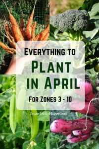 Vegetables To Plant In April What Seeds You Should Plant In April | Veg Garden, Plants Picture 322 Vegetables To Plant In April What Seeds You Should Plant In April | Veg Garden, Plants Picture 322