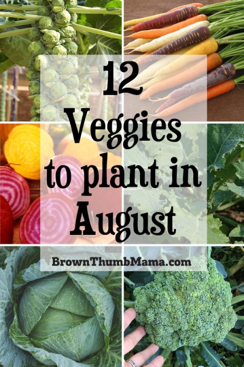 Vegetables To Plant In August 12 Vegetables To Plant In August {Zone 9} | Plants, Fruit Photo 520