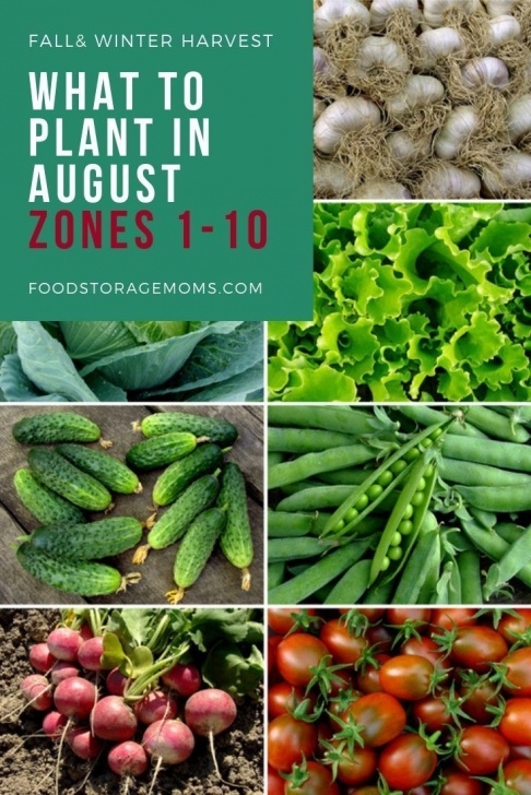 Vegetables To Plant In August Have You Been Wondering What To Plant In August? Can You Picture 726