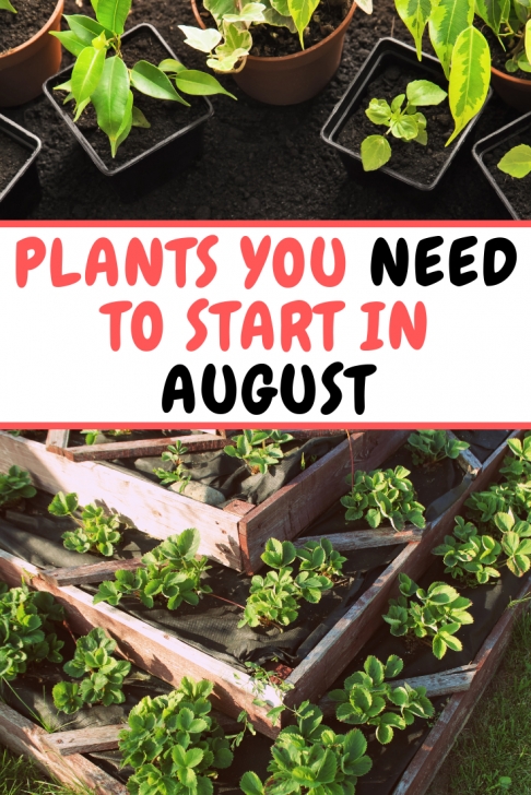 Vegetables To Plant In August What To Grow In The Month Of August | Plants, Garden Photo 531