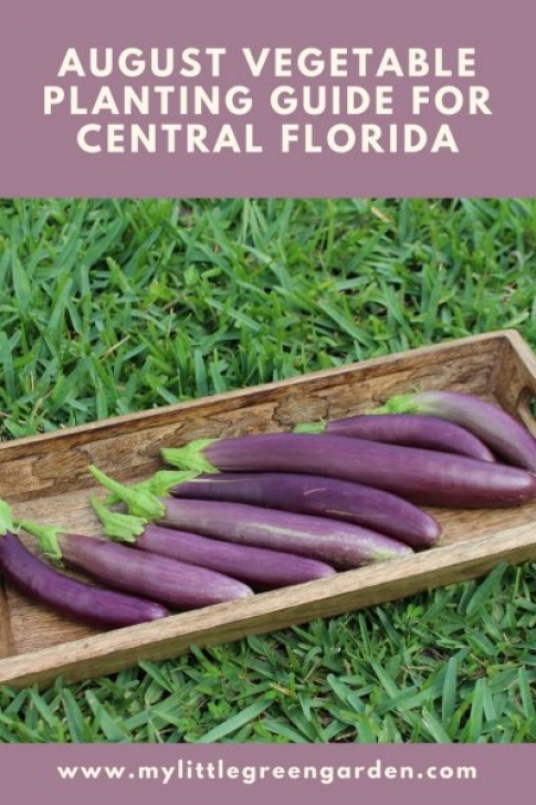 Vegetables To Plant In August What To Plant In August In Central Florida | Vegetable Photo 391