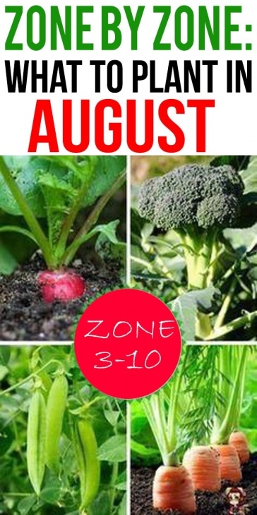 Vegetables To Plant In August Zone By Zone: What To Plant In August | Fall Garden Picture 486
