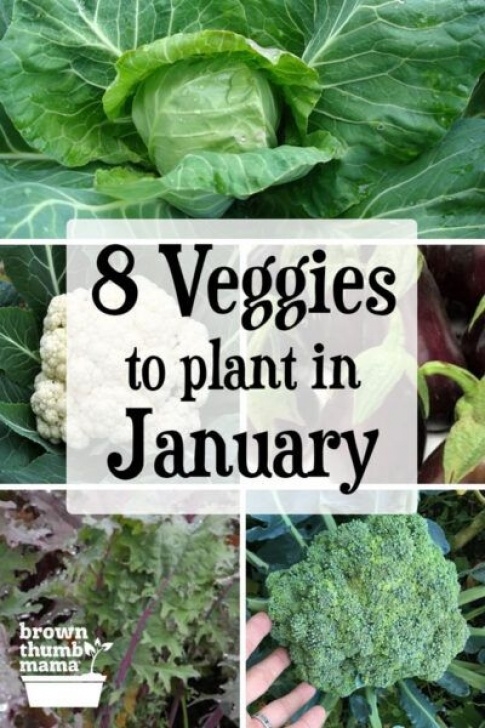 Vegetables To Plant In January 8 Vegetables To Plant In January {Zone 9} In 2020 Picture 793