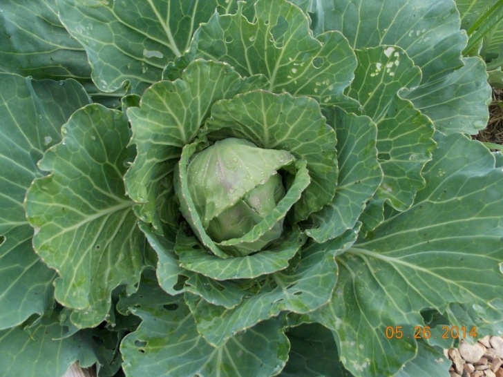 Vegetables To Plant In January 8 Vegetables You Can Plant In Winter In Oklahoma Photo 724