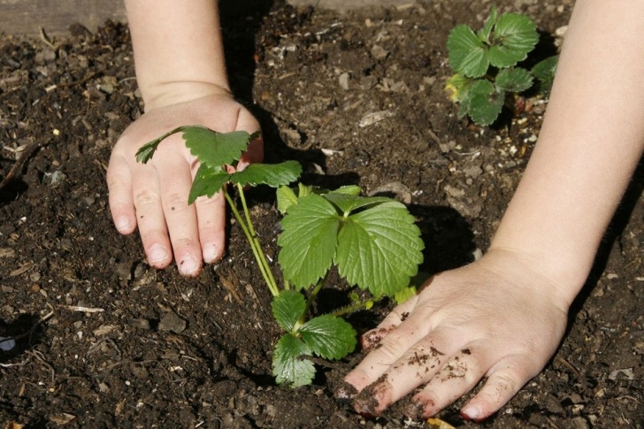 Vegetables To Plant In January Can You Plant Any Flowers Or Vegetables In January? Image 153