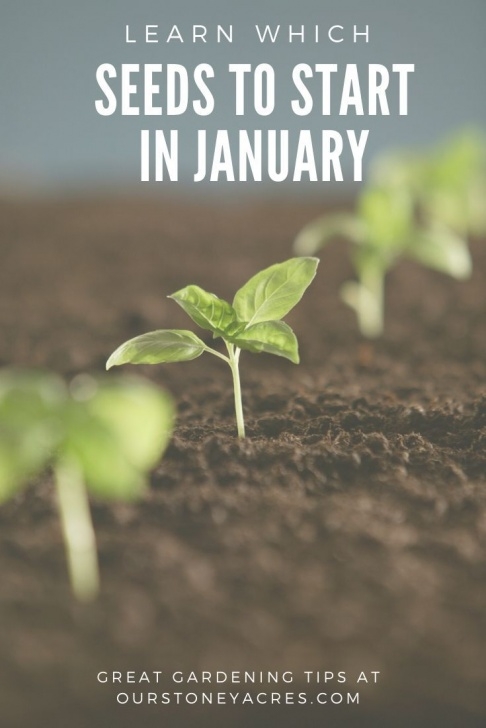 Vegetables To Plant In January What Seedlings Can You Start In January?- Zones 5 &amp; 6 Photo 729