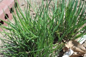 Vegetables To Plant In January What Seedlings Can You Start In January?- Zones 5 &amp; 6 Picture 273