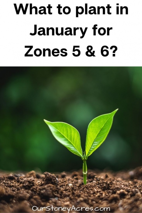 Vegetables To Plant In January What Seedlings Can You Start In January?- Zones 5 &amp; 6 Picture 927