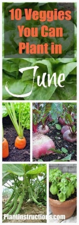 Vegetables To Plant In June 10 Vegetables To Plant In June (With Images) | Organic Picture 037