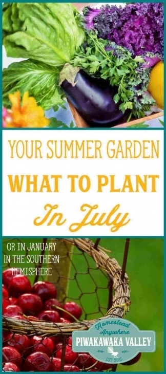 Vegetables To Plant In June How Do You What To Plant In Your Vegetable Garden In June Photo 930