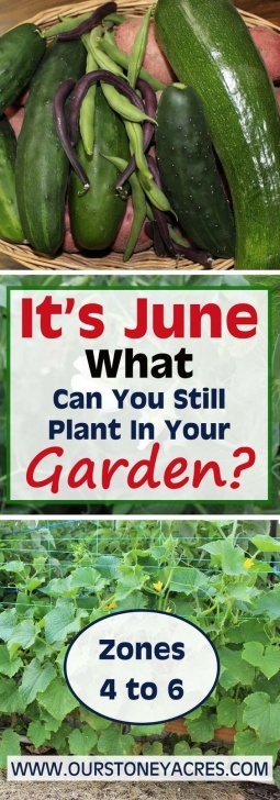 Vegetables To Plant In June June Planting Guide - It'S Not Too Late To Plant Picture 562