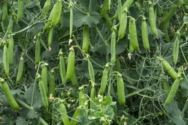 Vegetables To Plant In June Plants To Sow And Grow In June | Growing Vegetables Image 064
