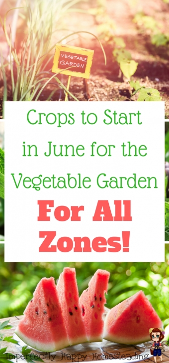 Vegetables To Plant In June Vegetable Gardening - What To Plant In June For An Amazing Image 492