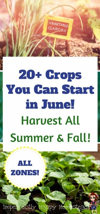Vegetables To Plant In June Vegetable Gardening - What To Plant In June For An Amazing Photo 051