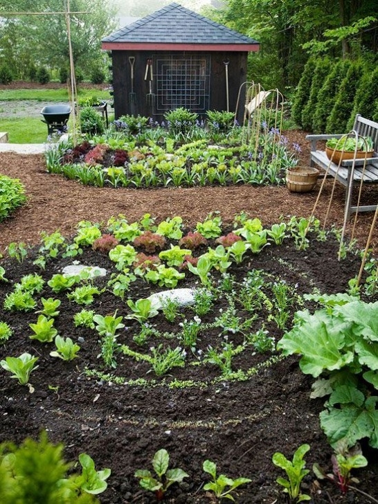 Vegetables To Plant In June Vegetables To Plant In June | Growing Vegetables, Garden Photo 950