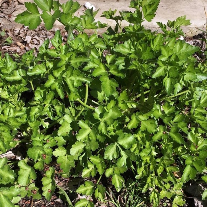 Vegetables To Plant In March 11 Vegetables To Plant In March {Zone 9} | Plants Image 977