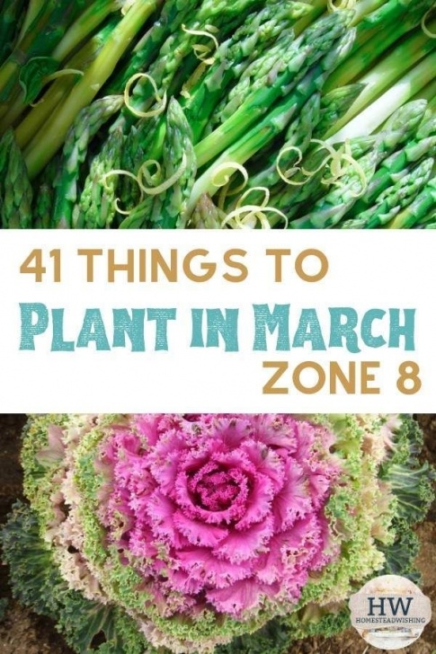 Vegetables To Plant In March 41 Things To Plant In March (In The Garden) - Zone 8 Photo 201