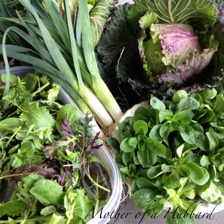 Vegetables To Plant In March 5 Fall Harvest Vegetables To Plant Now Photo 729