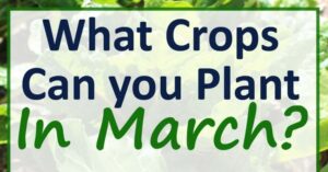 Vegetables To Plant In March March Planting Guide For Zone 7 | When To Plant Vegetables Photo 038