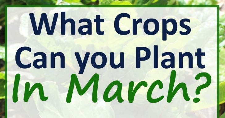 Vegetables To Plant In March March Planting Guide For Zone 7 | When To Plant Vegetables Photo 038
