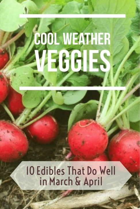 Vegetables To Plant In March The 10 Best Veggies That Like It Cool | What To Plant When Image 325