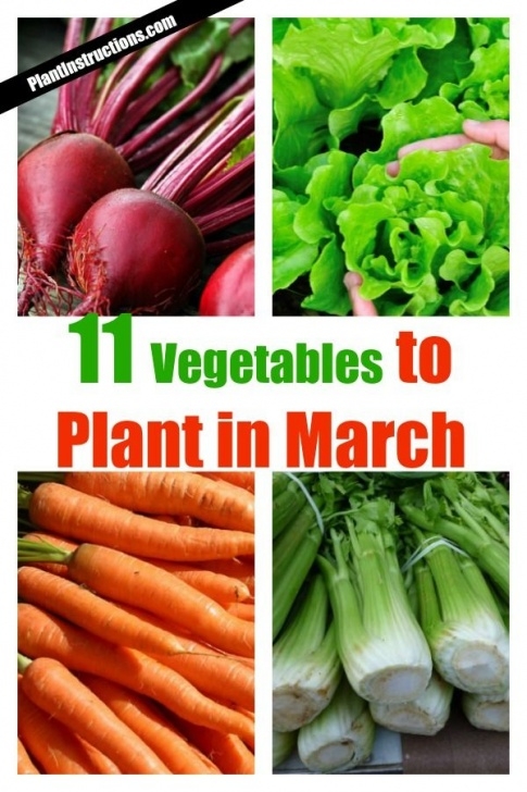 Vegetables To Plant In March What To Plant In March: A Guide To Planting &amp; Growing In Image 822