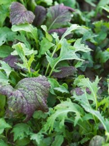 Vegetables To Plant In May May Gardening Tips For The Northeast Image 563