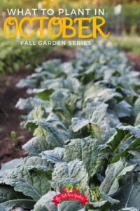 Vegetables To Plant In October What To Plant In October (With Images) | Garden Chores Picture 725