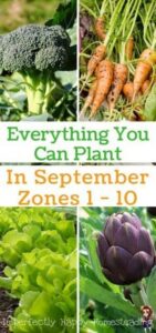 Vegetables To Plant In September What To Plant In September In Your Vegetable Garden | Fall Photo 771