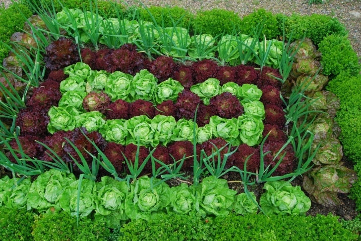 Vegetables To Plant In September Which Vegetable Seeds Can Be Sown In September? |The Picture 320
