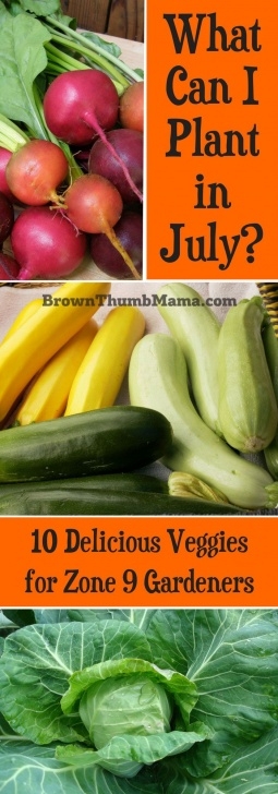 Vegetables To Plant In Summer 10 Vegetables To Plant In July {Zone 9} | Vegetable Image 275