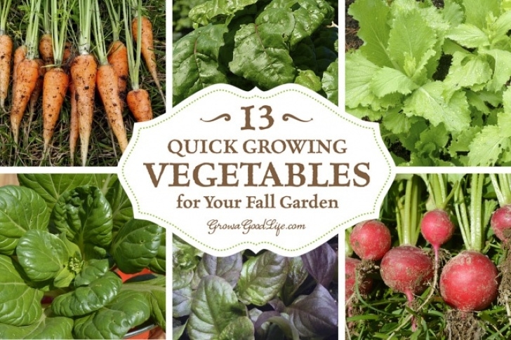 Vegetables To Plant In Summer 13 Quick Growing Vegetables For Your Fall Garden Image 758
