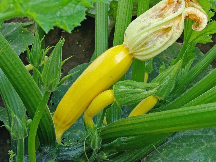 Vegetables To Plant In Summer 15 Easiest Vegetables To Grow To Get A Fruitful Start Photo 101