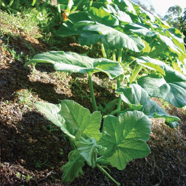Vegetables To Plant In Summer 9 Best Vegetables To Plant For Summer Harvests | Searles Image 152