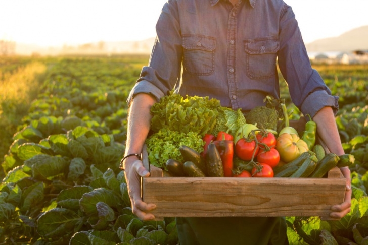 Vegetables To Plant In Summer Best Vegetables To Plant In Summer - Agromin Photo 547
