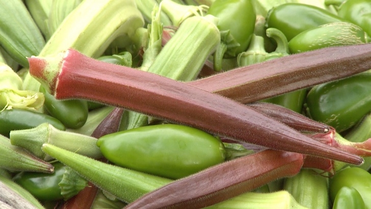 Vegetables To Plant In Summer Central Texas Gardener - Segue Summer To Fall Vegetables Image 541