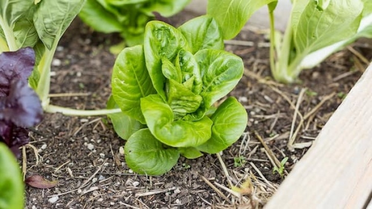 Vegetables To Plant In Summer What Are Good Vegetables To Plant In Late Summer Picture 398