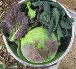 Vegetables To Plant In Winter 30 Crops To Plant In Summer For A Fall Harvest | Growing Picture 274 Vegetables To Plant In Winter 30 Crops To Plant In Summer For A Fall Harvest | Growing Picture 274